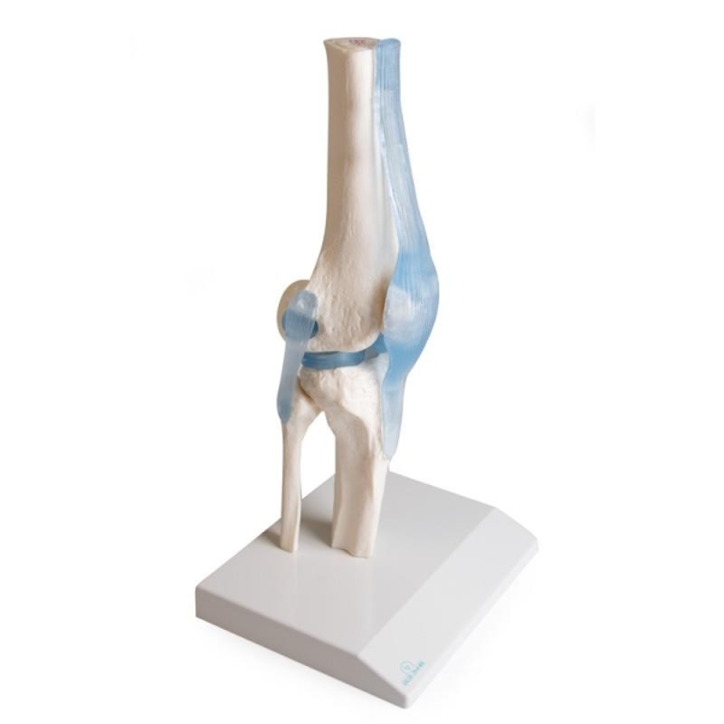 Erler-Zimmer Flexible Knee Model with Ligaments